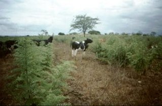 Pastejo de rebrota da gliricdia na poca seca do ano
