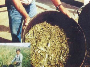    Silagem de folhas de leucena confecionada manualmente, em tambores (R$0,06/kg)
